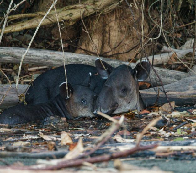 Tapir Centroamericano (Tapirus bairdii)