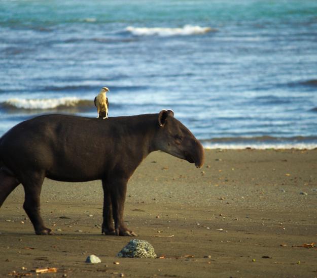 Tapir Centroamericano (Tapirus bairdii)