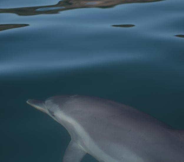 Delfín Mular (Tursiops truncatus)
