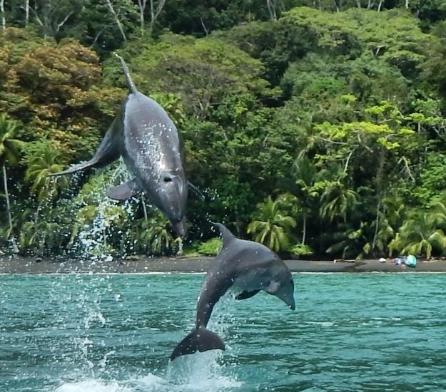 Delfín Mular (Tursiops truncatus)