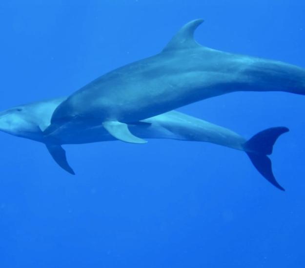 Delfín Mular (Tursiops truncatus)