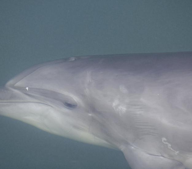 Delfín Mular (Tursiops truncatus)