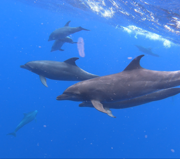 Delfín Mular (Tursiops truncatus)