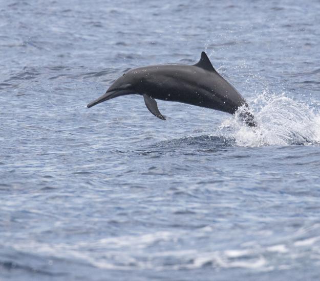 Delfín Tornillo (Stenella longirostris)