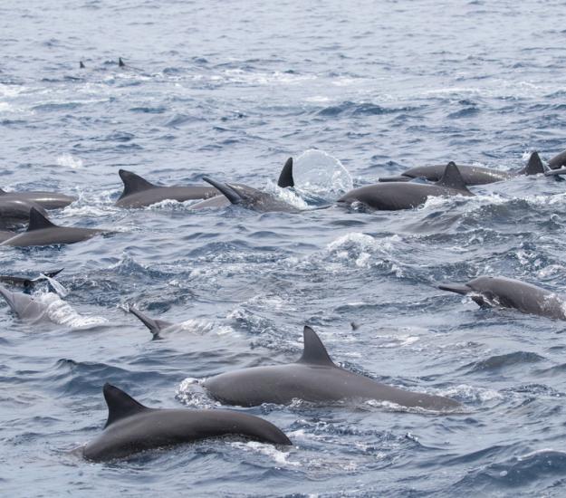Delfín Tornillo (Stenella longirostris)