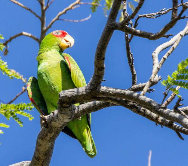 Loro Frente Blanca (Amazona albifrons)