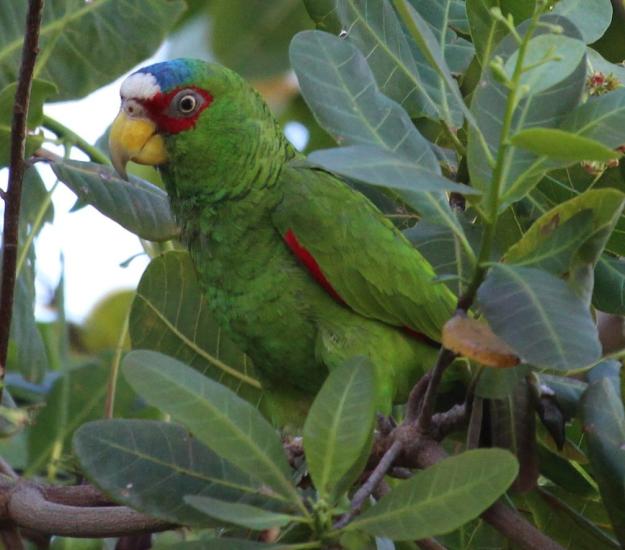 Loro Frente Blanca (Amazona albifrons)