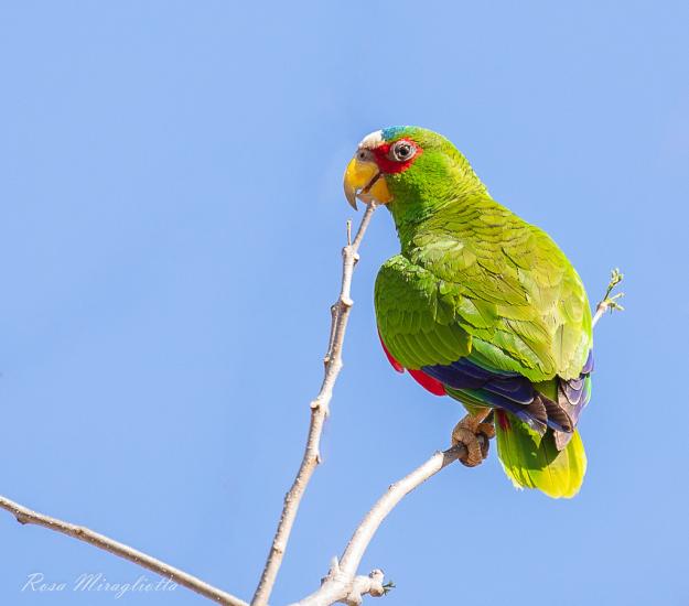 Loro Frente Blanca (Amazona albifrons)