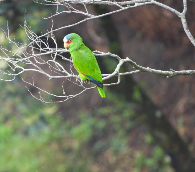 Loro Frente Blanca (Amazona albifrons)
