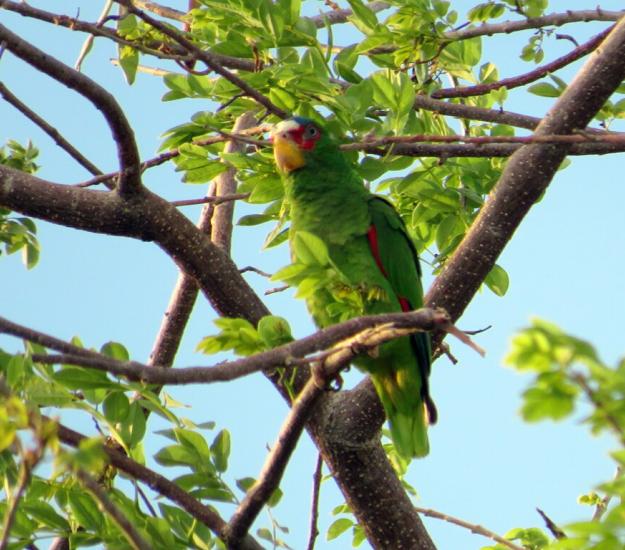 Loro Frente Blanca (Amazona albifrons)
