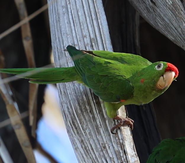 Perico Frentirrojo (Psittacara finschi)