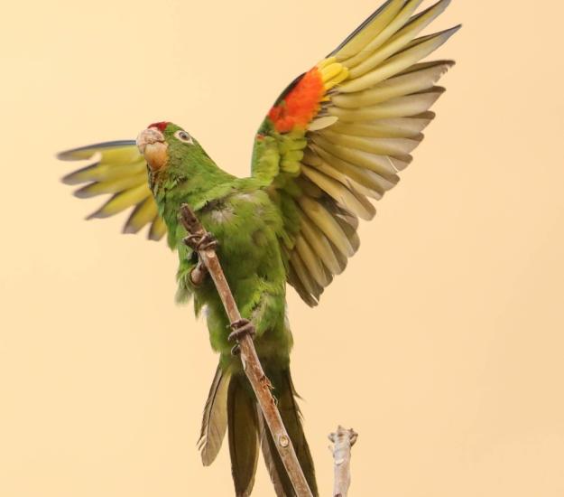 Perico Frentirrojo (Psittacara finschi)
