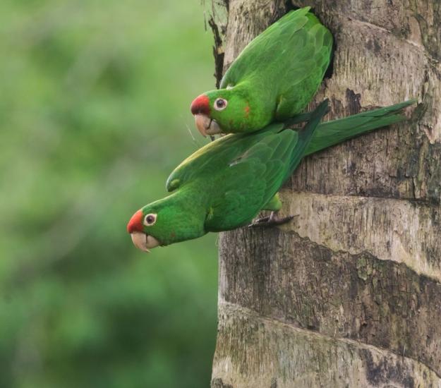 Perico Frentirrojo (Psittacara finschi)