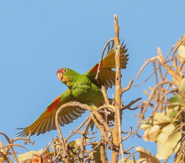 Perico Frentirrojo (Psittacara finschi)