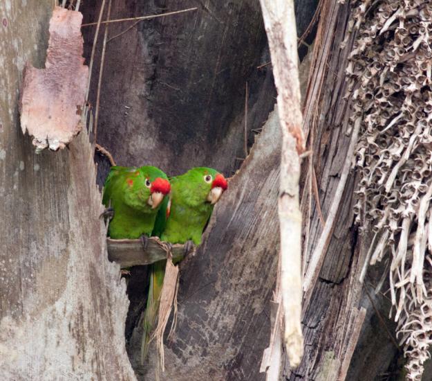 Perico Frentirrojo (Psittacara finschi)