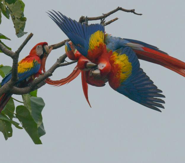 Guacamaya Roja (Ara macao)