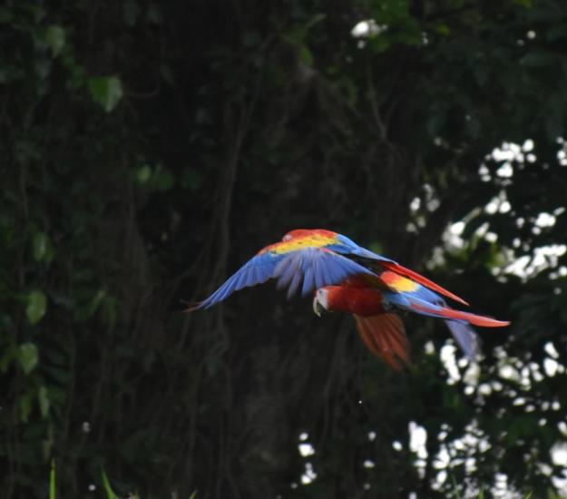 Guacamaya Roja (Ara macao)