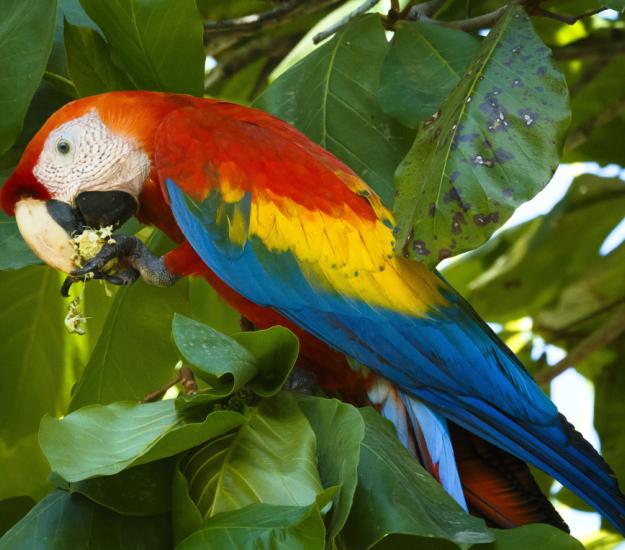 Guacamaya Roja (Ara macao)