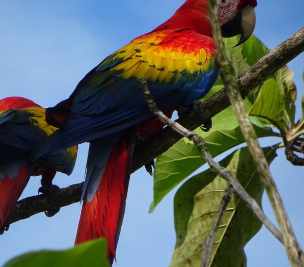 Guacamaya Roja (Ara macao)