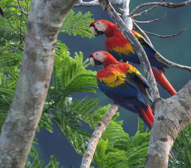 Guacamaya Roja (Ara macao)