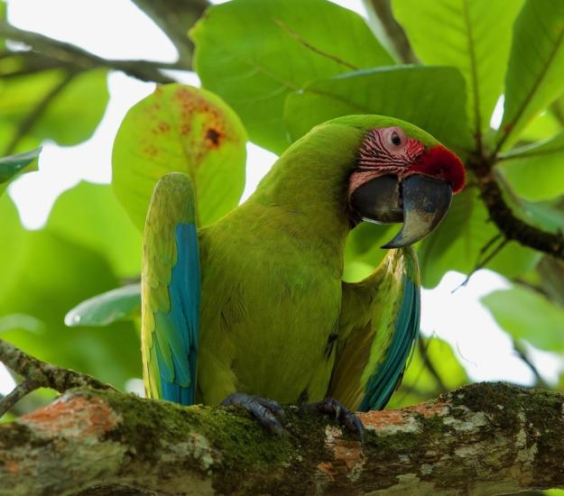 Guacamaya Verde Limón (Ara ambiguus)
