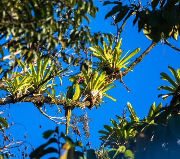 Guacamaya Verde Limón (Ara ambiguus)