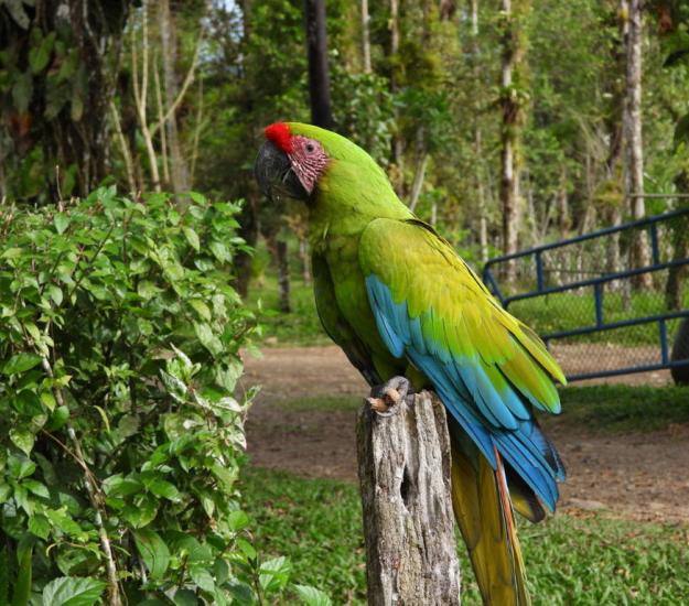 Guacamaya Verde Limón (Ara ambiguus)