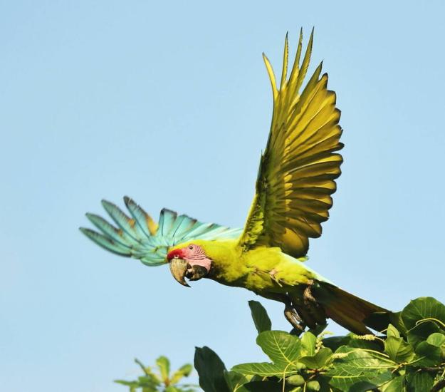 Guacamaya Verde Limón (Ara ambiguus)