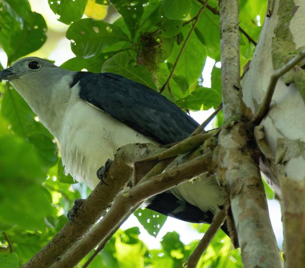Gavilán Cabeza Gris (Leptodon cayanensis)