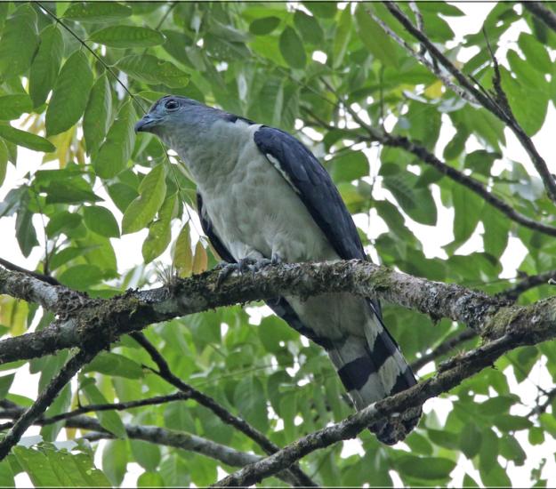 Gavilán Cabeza Gris (Leptodon cayanensis)