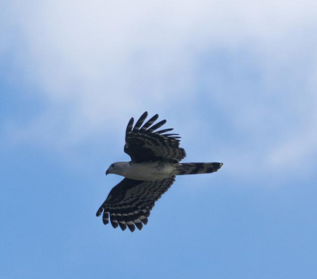 Gavilán Cabeza Gris (Leptodon cayanensis)