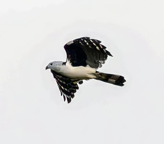 Gavilán Cabeza Gris (Leptodon cayanensis)