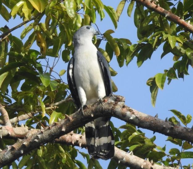 Gavilán Cabeza Gris (Leptodon cayanensis)