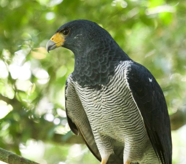 Gavilán Listado (Morphnarchus princeps)