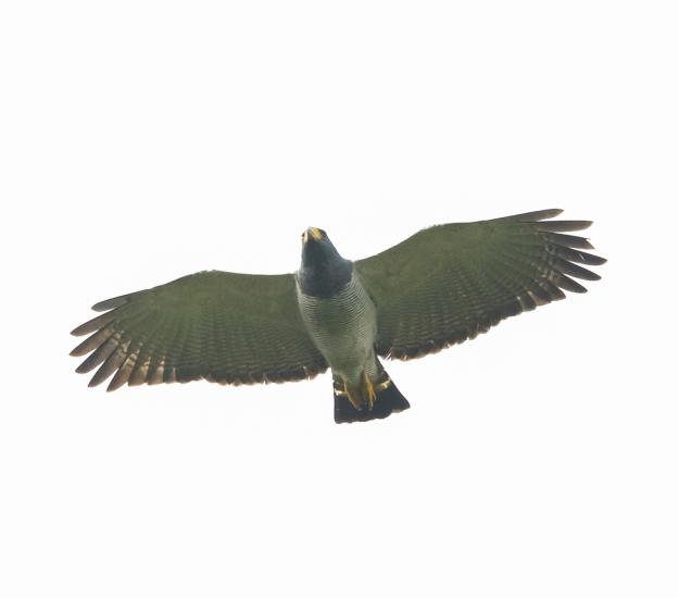 Gavilán Listado (Morphnarchus princeps)