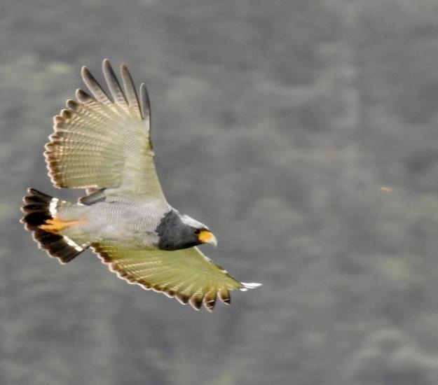 Gavilán Listado (Morphnarchus princeps)