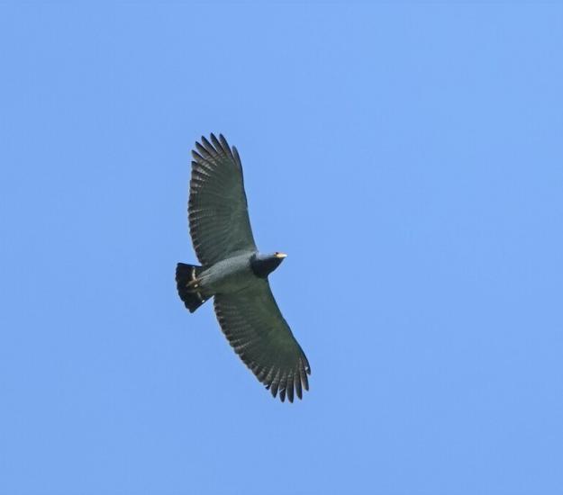 Gavilán Listado (Morphnarchus princeps)