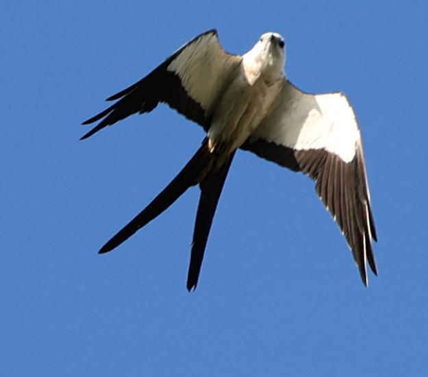 Milano Tijereta (Elanoides forficatus)