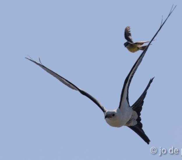 Milano Tijereta (Elanoides forficatus)