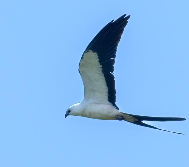 Milano Tijereta (Elanoides forficatus)