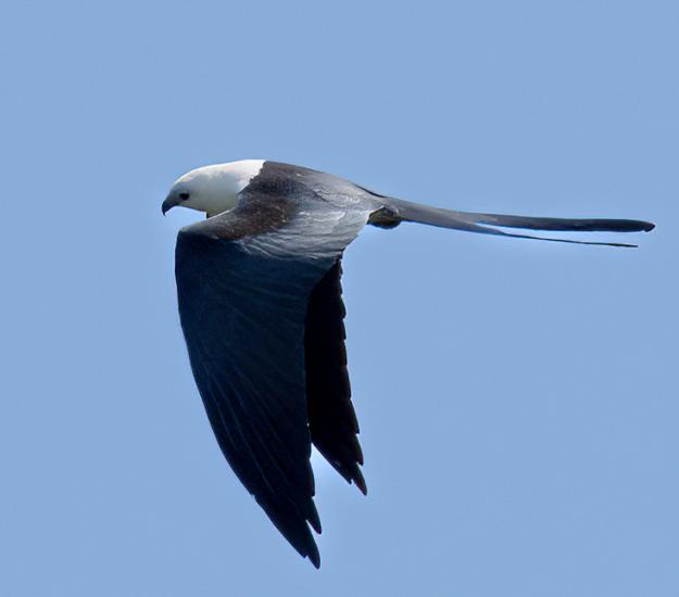 Milano Tijereta (Elanoides forficatus)