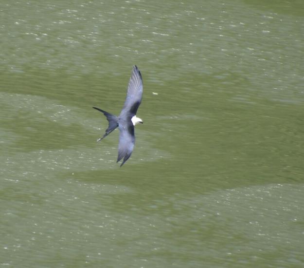 Milano Tijereta (Elanoides forficatus)