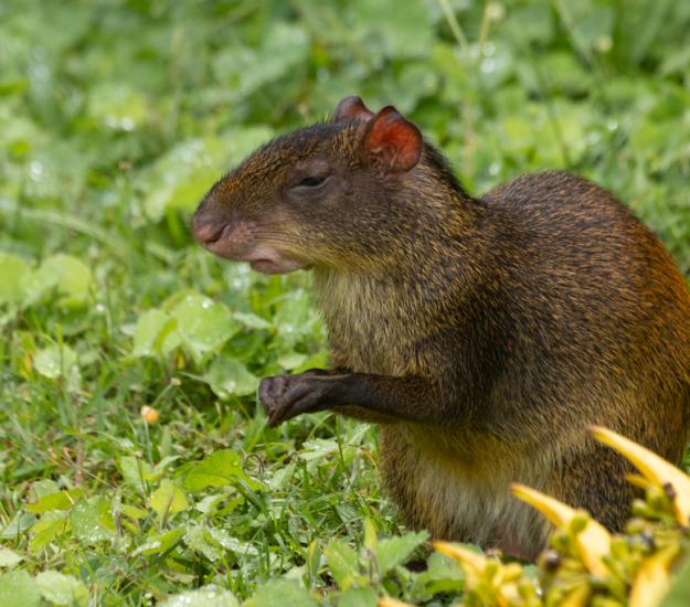 Guatusa Centroamericana (Dasyprocta punctata)