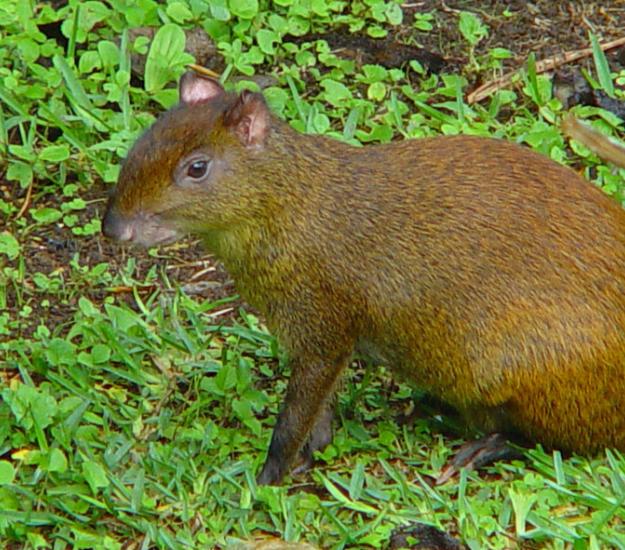 Guatusa Centroamericana (Dasyprocta punctata)