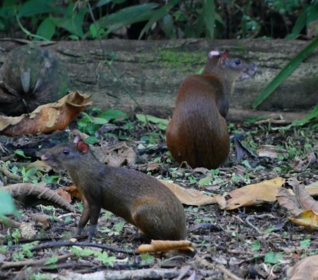 Guatusa Centroamericana (Dasyprocta punctata)