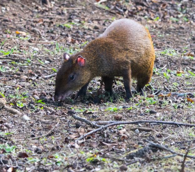 Guatusa Centroamericana (Dasyprocta punctata)