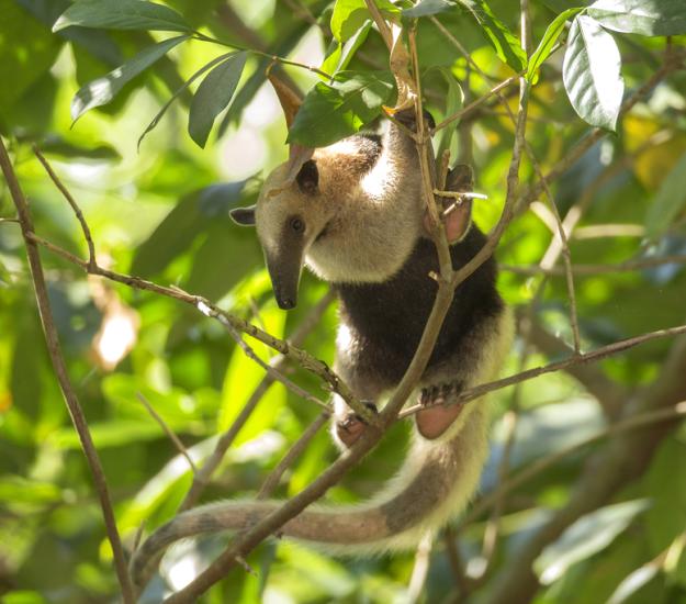 Tamandúa Norteño (Tamandua mexicana)