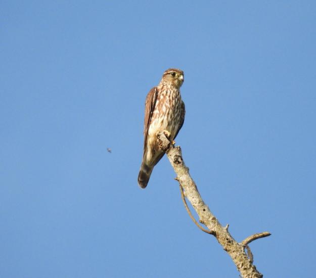 Halcón Esmerejón (Falco columbarius)