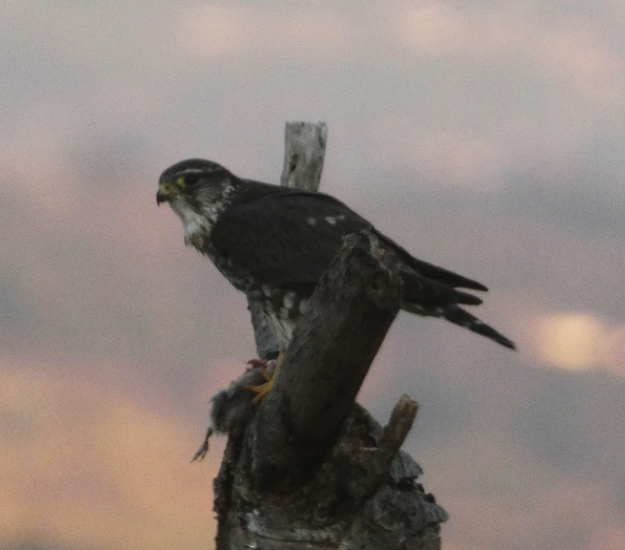 Halcón Esmerejón (Falco columbarius)