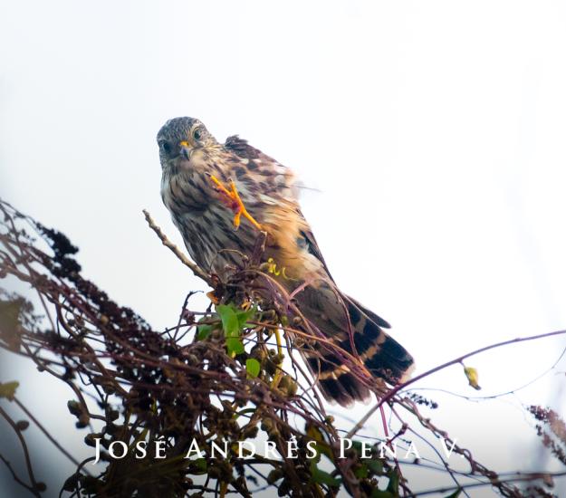 Halcón Esmerejón (Falco columbarius)